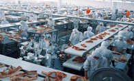 Custom Food Grade Polyurethane Conveyor Belt / PU Conveyor Belt For Food Industry